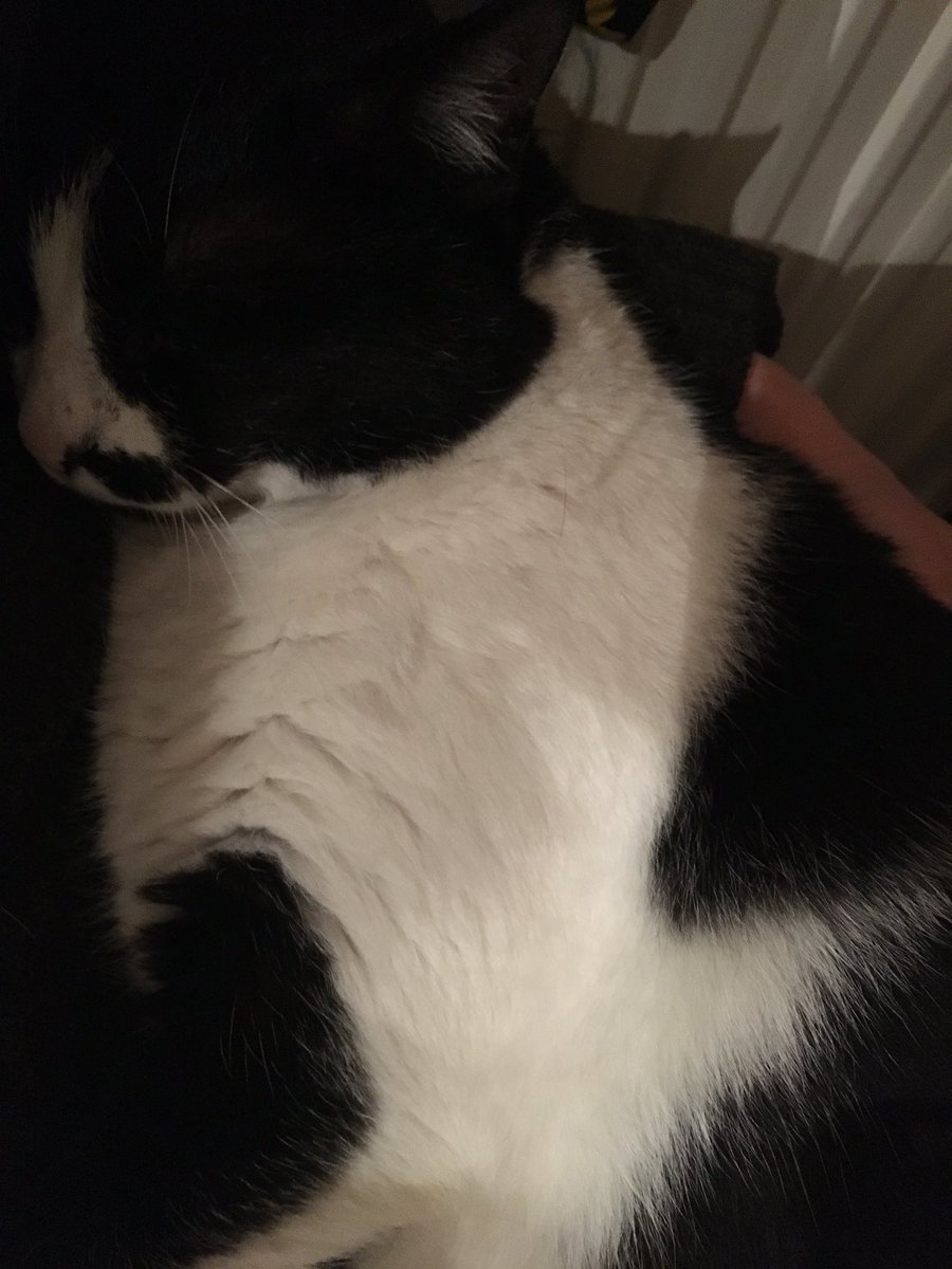 tessthebutler's tweet photo. Need to go to bed but trapped under cat. #lifewithcats #sendhelp #dontsendhelp #minipaws https://t.co/LLgNAc3xc5