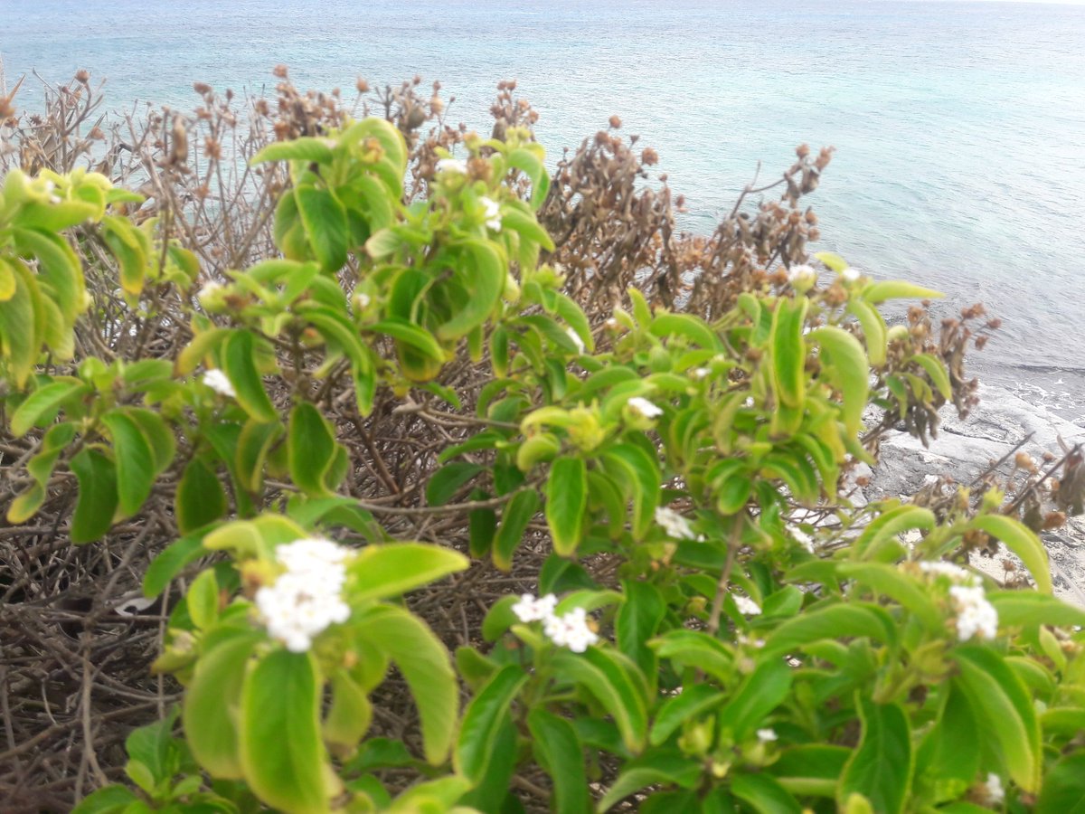 Djtrejo's tweet photo. @maggymua @MexicoDestinos @MexicoHoteles @trip_in_mexico @VivoEnCancun un poco nublado, pero la vista es increíble. #VisitaCozumel https://t.co/yjraynGxFf