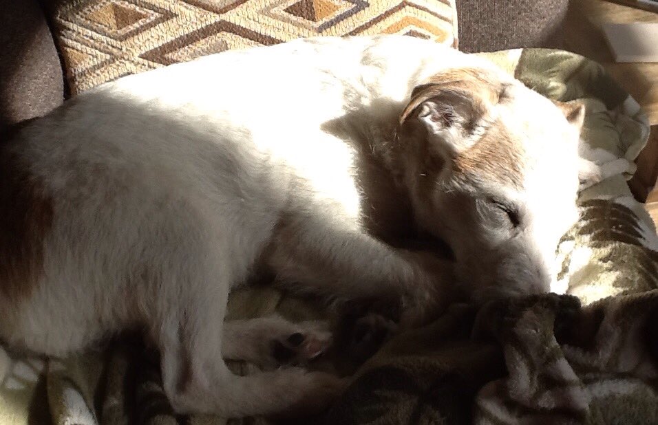 Finally sunlight coming thru after so much snow this winter.