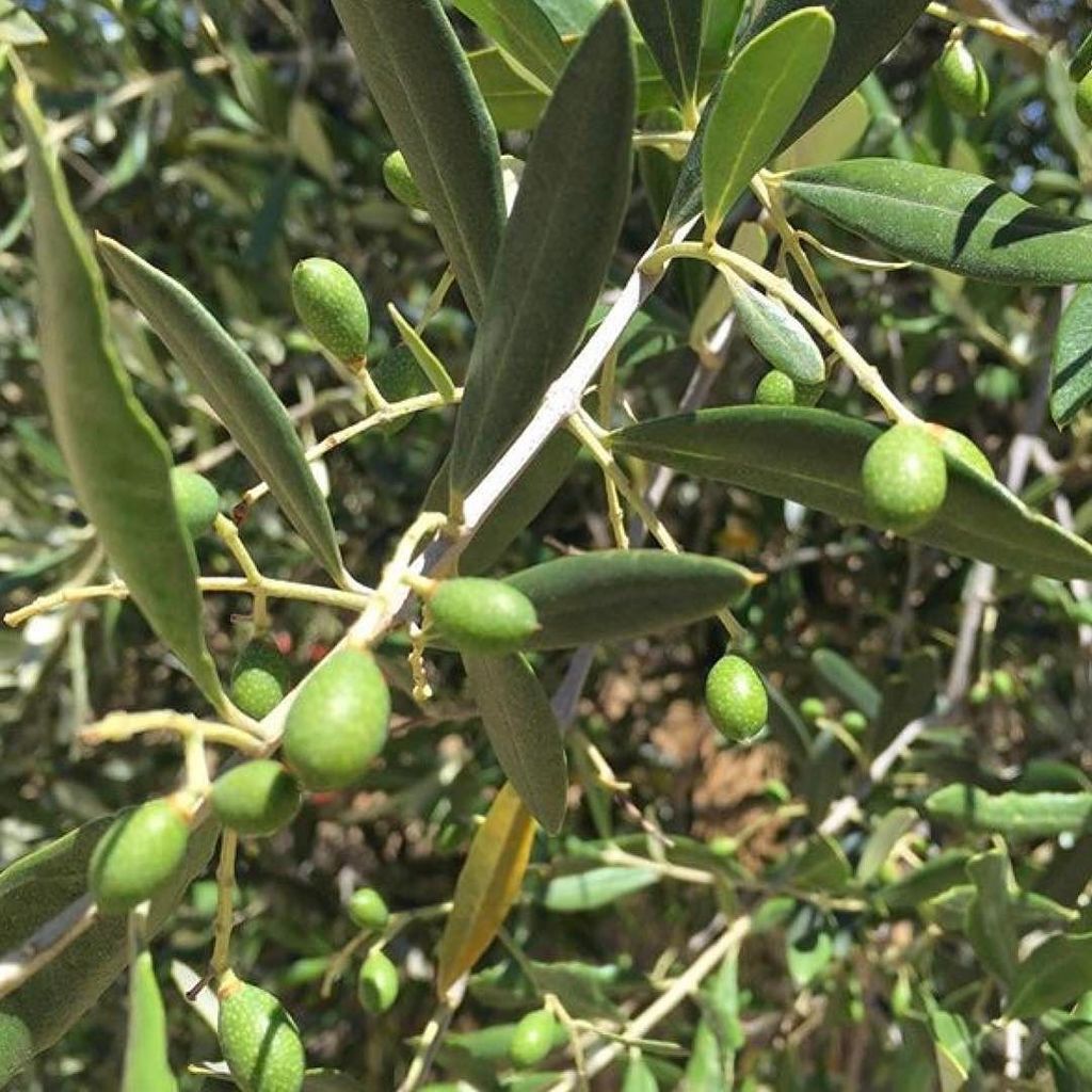Where does your olive oil come from? Why do we import it when it grows so well right here in our region? #Repost <a href="/m/">M</a>…
