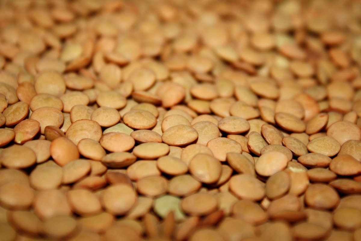 Lentil Underground tweet media