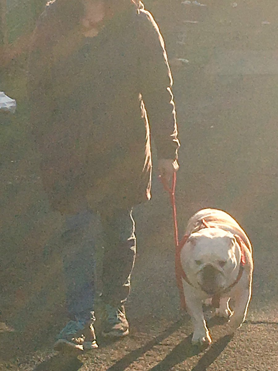 collectibulldog's tweet photo. A foggy mornings walk with wiggles I love this pic it's just nice and simple 

#Walks #exerciseismedicine #BulldogWalk https://t.co/WArtP2UW1B