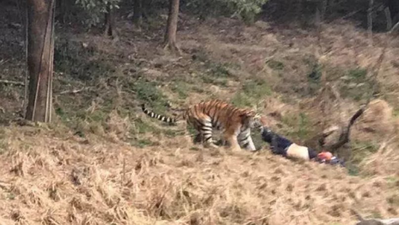 ⚠ GRAPHIC CONTENT: Man Mauled To Death After Entering Tiger's Enclose Inside Zoo! bit.ly/2jLGHJB