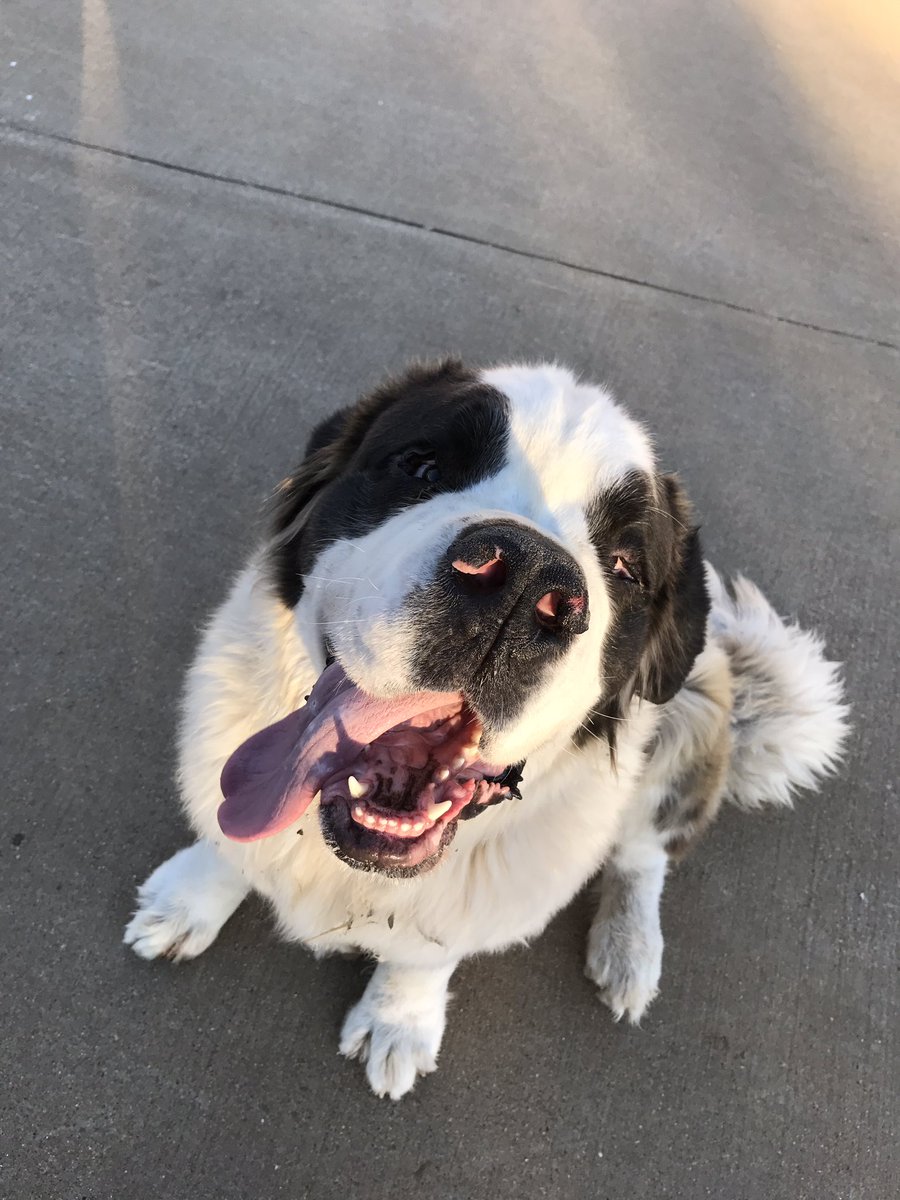 Amanda Neece tweet media