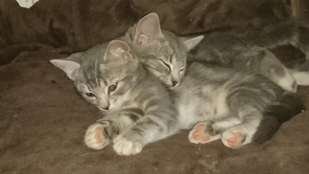 GrumpyGoth's tweet photo. Aaaanyway... Have some kittens! 😻😻😻
#MakeEverythingBetter 😁 https://t.co/zNaA8pm5px