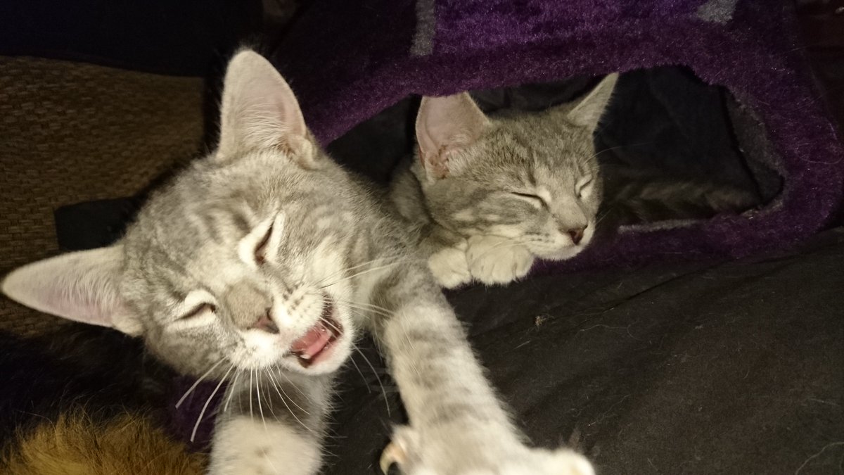 GrumpyGoth's tweet photo. Aaaanyway... Have some kittens! 😻😻😻
#MakeEverythingBetter 😁 https://t.co/zNaA8pm5px
