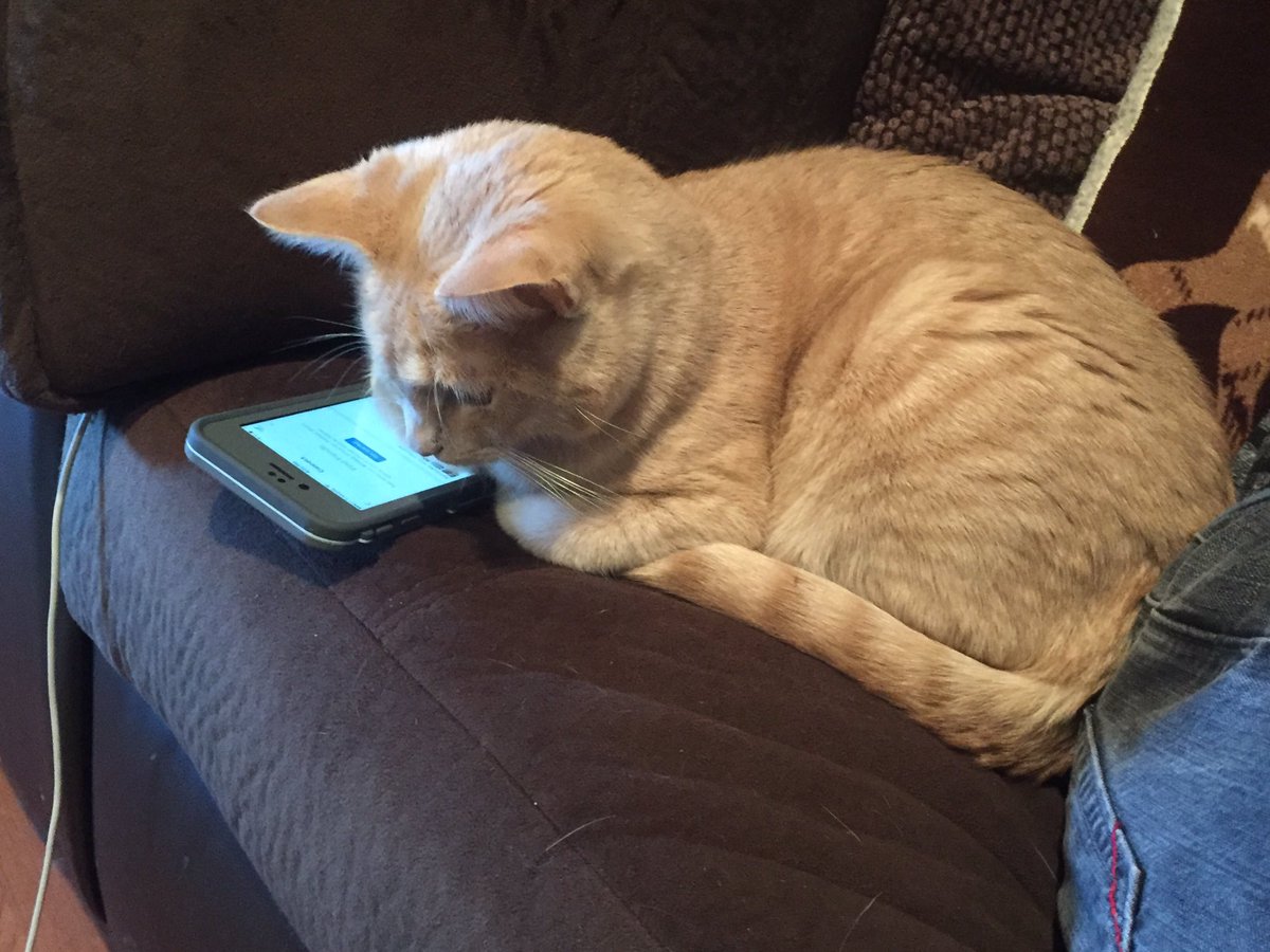 BuffyOneEyedCat's tweet photo. Checking out my new twitter account. Be sure to tell your friends to follow me:) #catlife #catsrule #prrrrrr https://t.co/7A7rYlHVn8