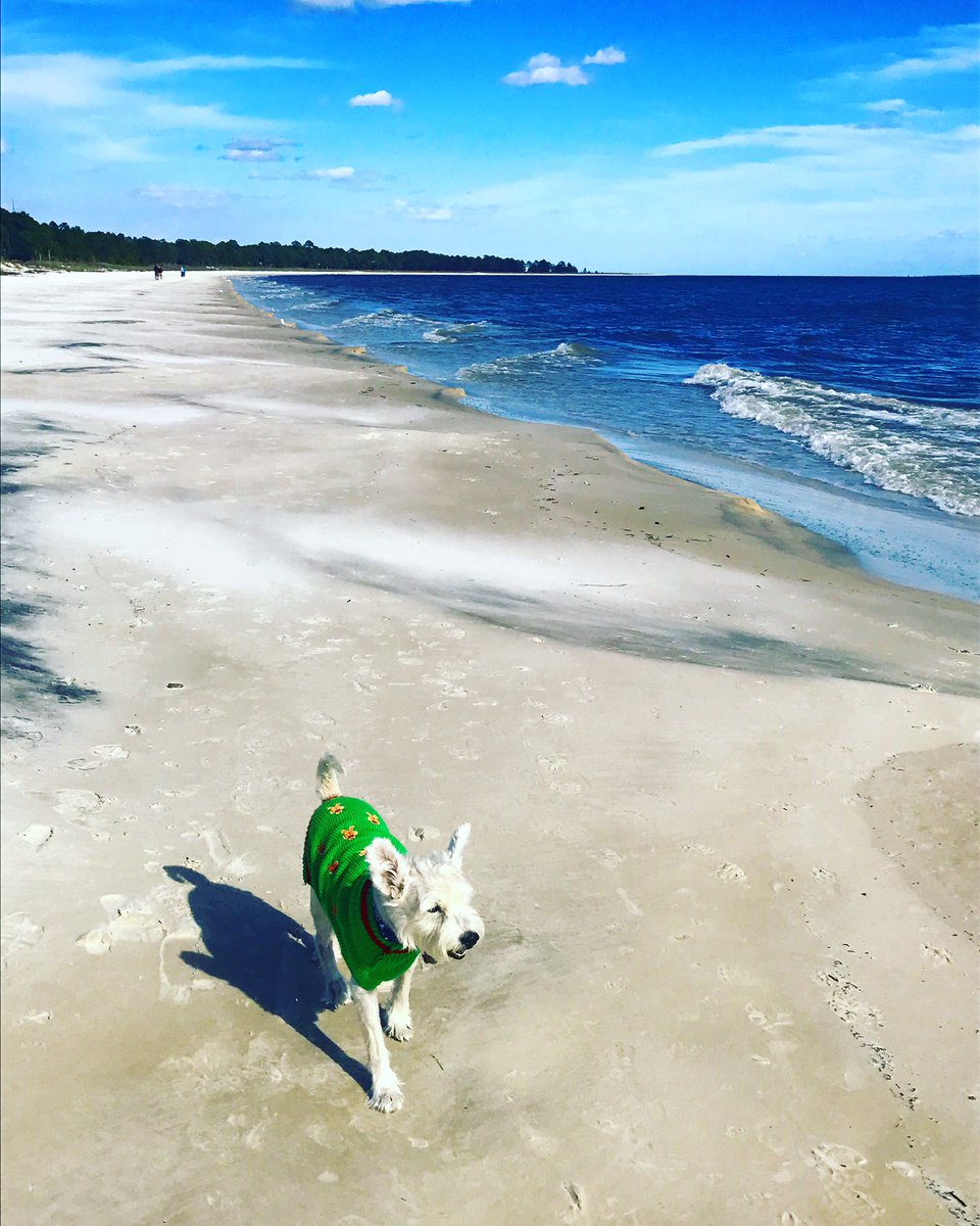 damaris_jaimer's tweet photo. We took our dog to the beach today! He had a blast.βΊοΈ#florida #northfla https://t.co/LgdGGcMZ7y