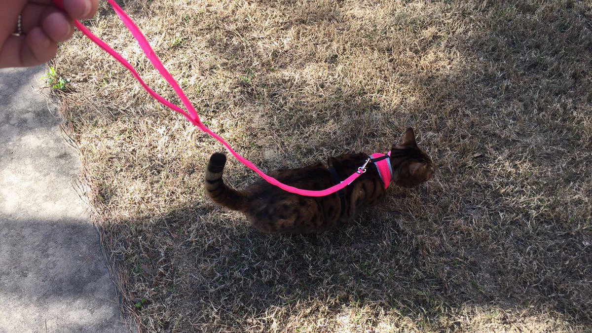 mariah_lorene's tweet photo. Afternoon walks🐱 https://t.co/Eszd941So1