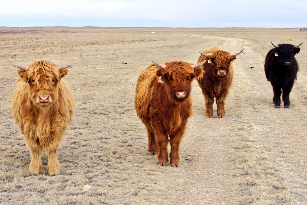 Meet Anna, Elsa, Liberty Bell and Onyx, these Scottish Highland Heifers stole our hearts this wknd!