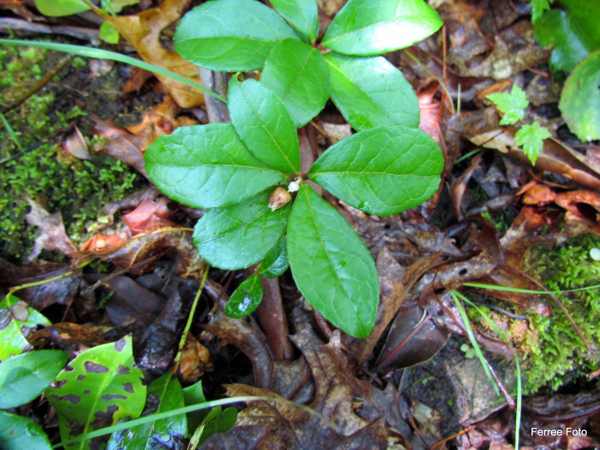 ILRiverHort's tweet photo. #birdscape #plantofday...#Wintergreen (Gaultheria procumbens) attract birds, including grouse that eat its leaves during winter. https://t.co/jrzbAIvbAS