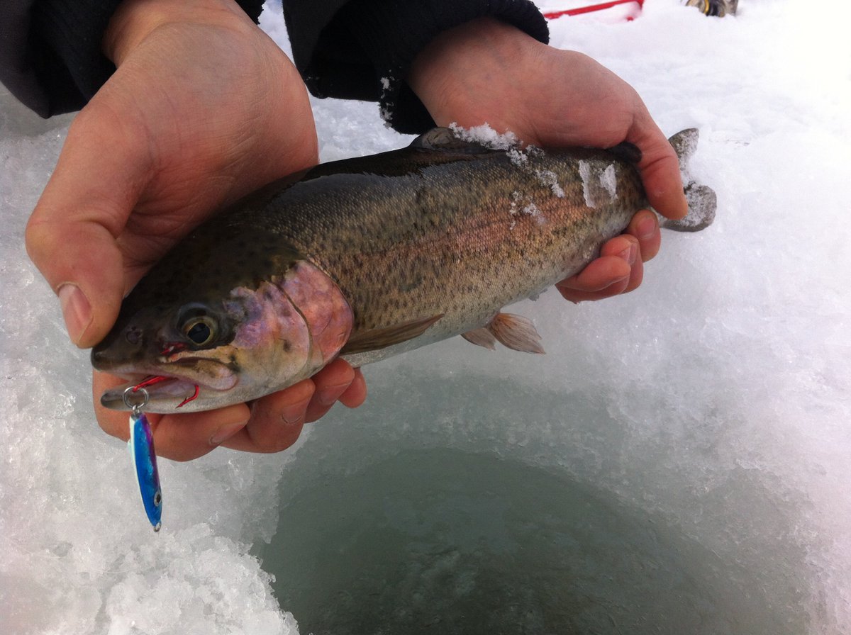 Fish Kenauk tweet media