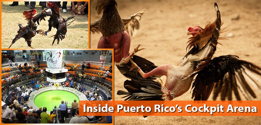 ááááááâáá¼ááá¶áâááááá¶áá  cock fighting in puerto rico