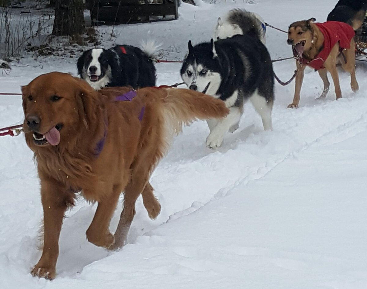 golden+retriever+sled+dog cheap buy online