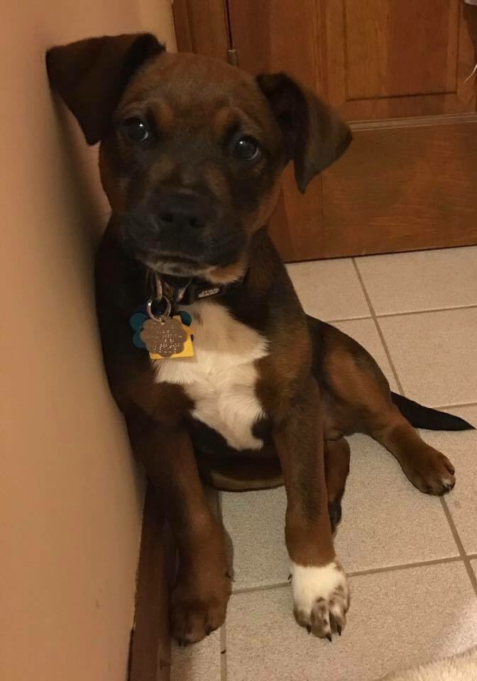 Our new puppy "Camper"!