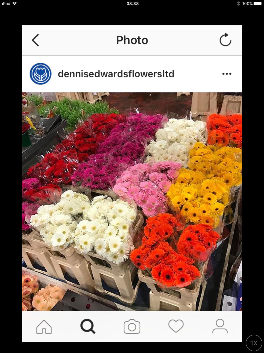 DenEdFlowers's tweet photo. And if tulips aren't your thing maybe we can tempt you with germini and gerberas! https://t.co/dLfOrRNCNS