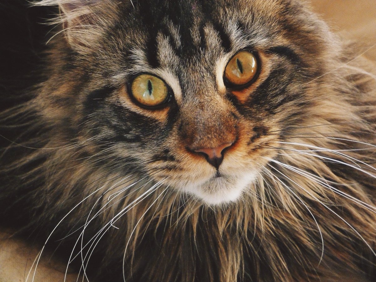 kopathe's tweet photo. #MainCoon #Furfur #Cat https://t.co/K22g8rdpj2