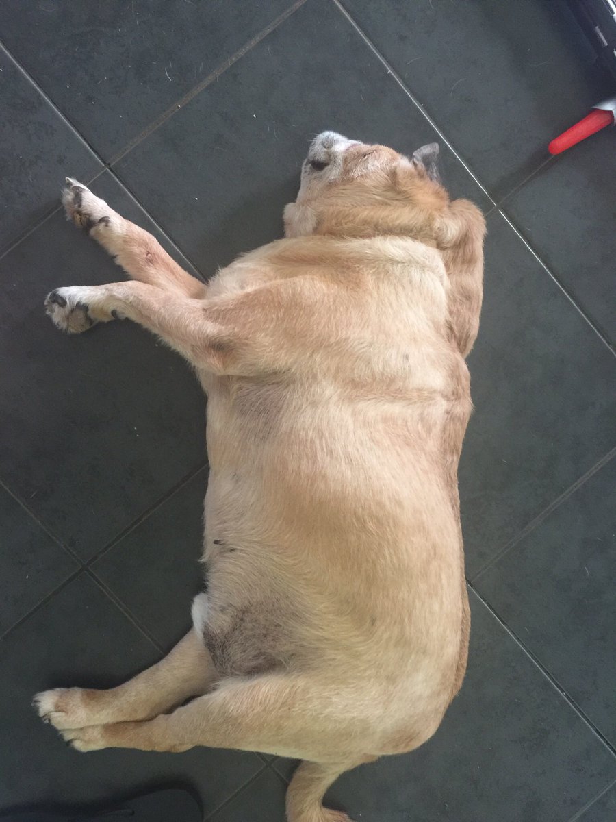 CountryRegional's tweet photo. It's been so hot I'm beginning to think Ringo is starting to melt. 😳🐾 https://t.co/HDhO2zuCpT