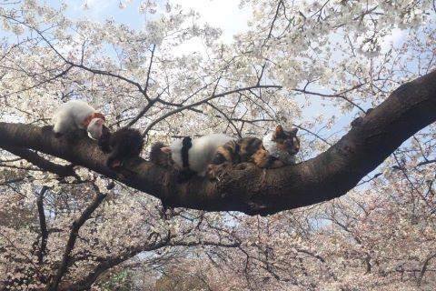 Fsh2j's tweet photo. 皆でお花見だよ。https://t.co/CBek2idqsL