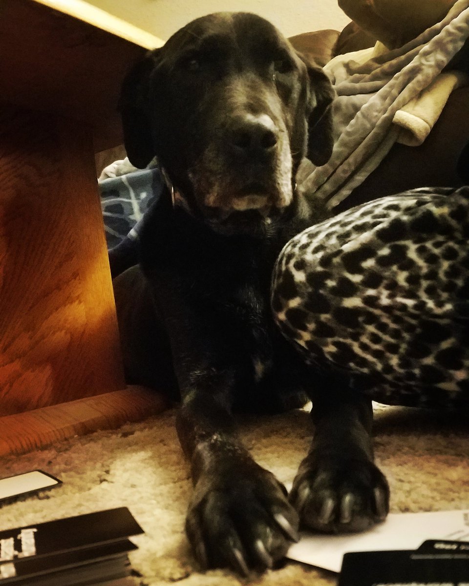 In case anybody needs some cheering up, here is my scribe's dog kicking her ass in Cards Against Humanity