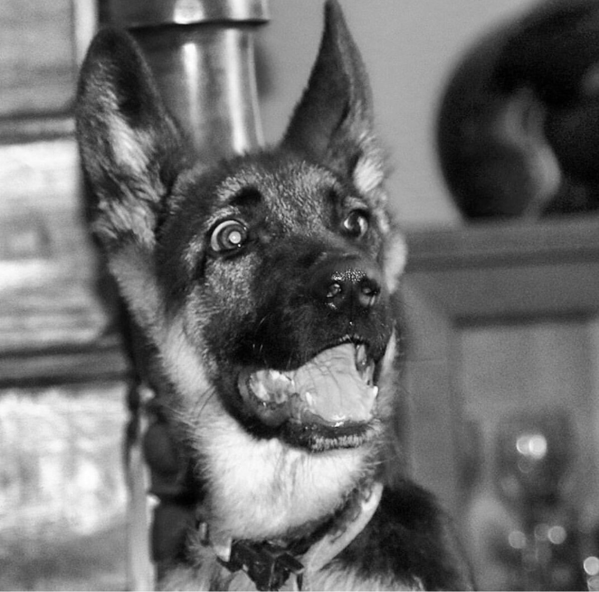 brazeshk's tweet photo. "When u see your exam questions"😂
 #CopiedFromSomeone'sInstagram.
this is our #Gabaar https://t.co/PlP6MVM2sE