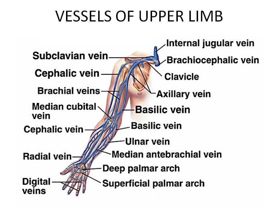 eldorethospital's tweet photo. Vessels of theUpper Limb https://t.co/1jaMXyY9ip