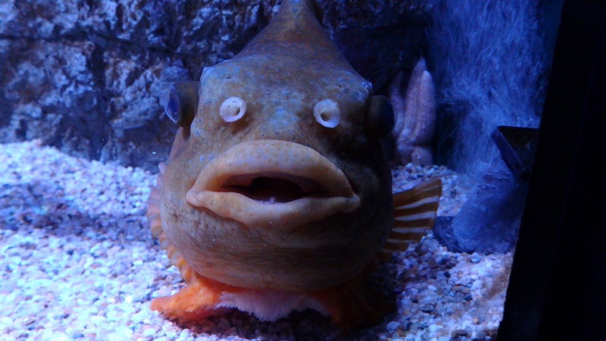 まるるん En Twitter 中央の白い部分が目かと思って驚愕してたら鼻だった 鼻 じゃないか この白い部分なんだろう ランプサッカー ランプフィッシュ 海遊館