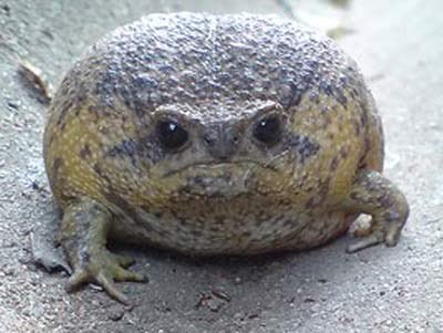 Vapo_Rob's tweet photo. Round Frog Day #FrogMovieTitles https://t.co/tfR1ztyhq2