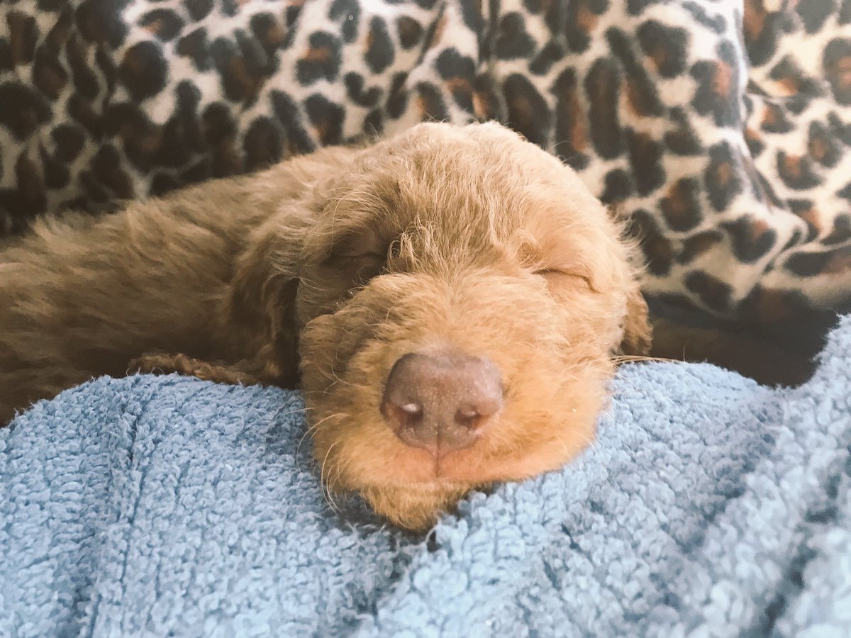 JessJess8's tweet photo. The cutest face in the world. 🐶💕 https://t.co/uYNx14odCa