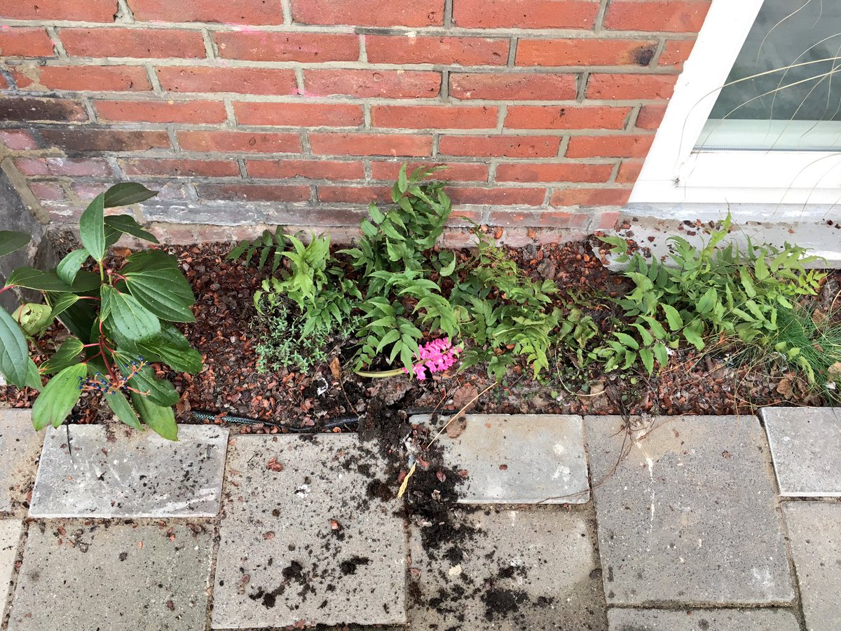 bikkel's tweet photo. Dit weekend zij de hyacinten uit het #jagerjanssen geveltuintje gestolen. Terugbrengen=lief https://t.co/vzbOksLdLW