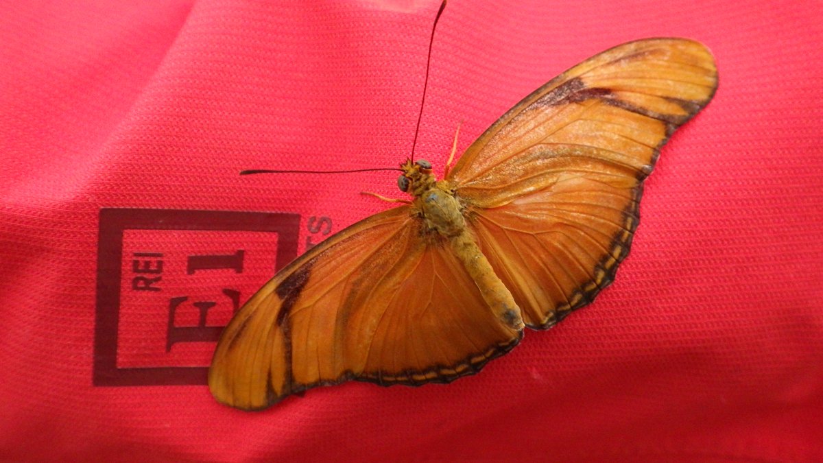 Hey <a href="/REI/">REI</a>! Turns out the Elements jacket is not only great for staying warm and dry - it's also a butterfly attractant!