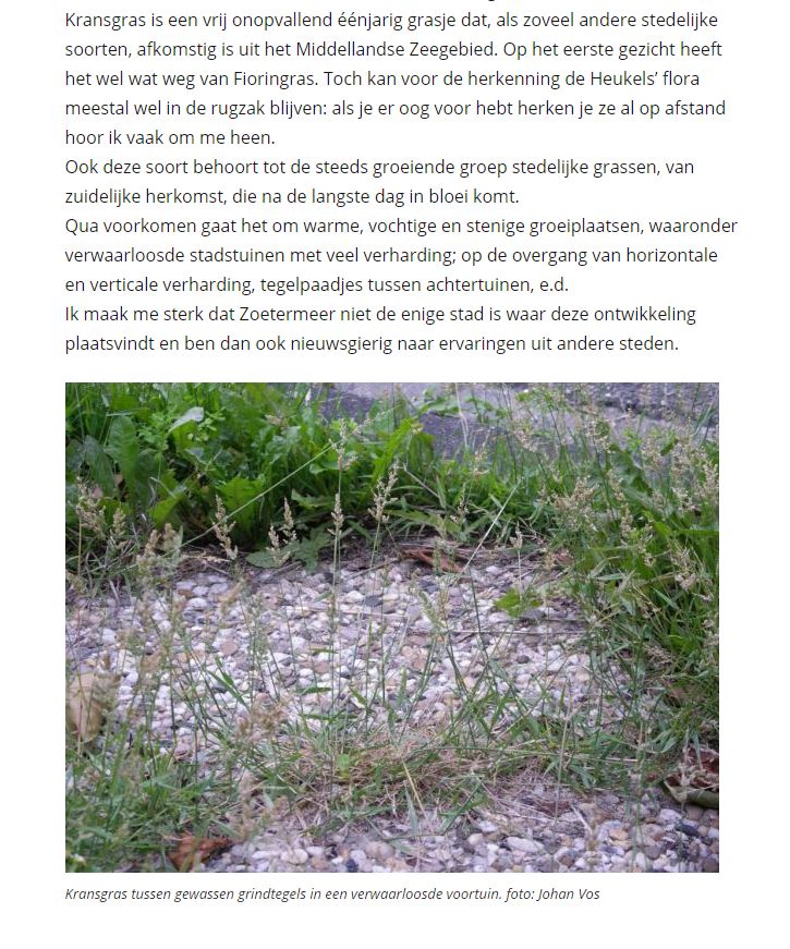 De laatste nieuwtjes over (nieuwe)stadsplanten... nu kransgras! Blijf op de hoogte met weblog: stadsplanten.nl
