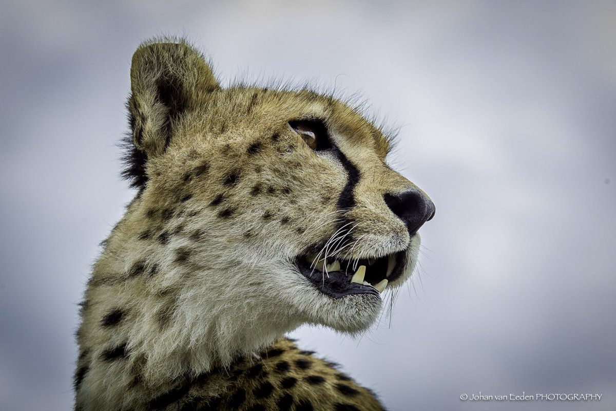JJVE58's tweet photo. Cheetah. Masai Mara Game Reserve, Kenya. https://t.co/J6hbNJeinS