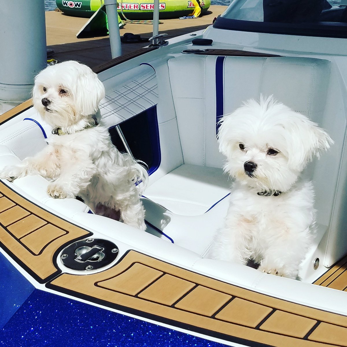 milehighwake's tweet photo. Two adorable puppies! One super fun boat. https://t.co/WN333QICqV