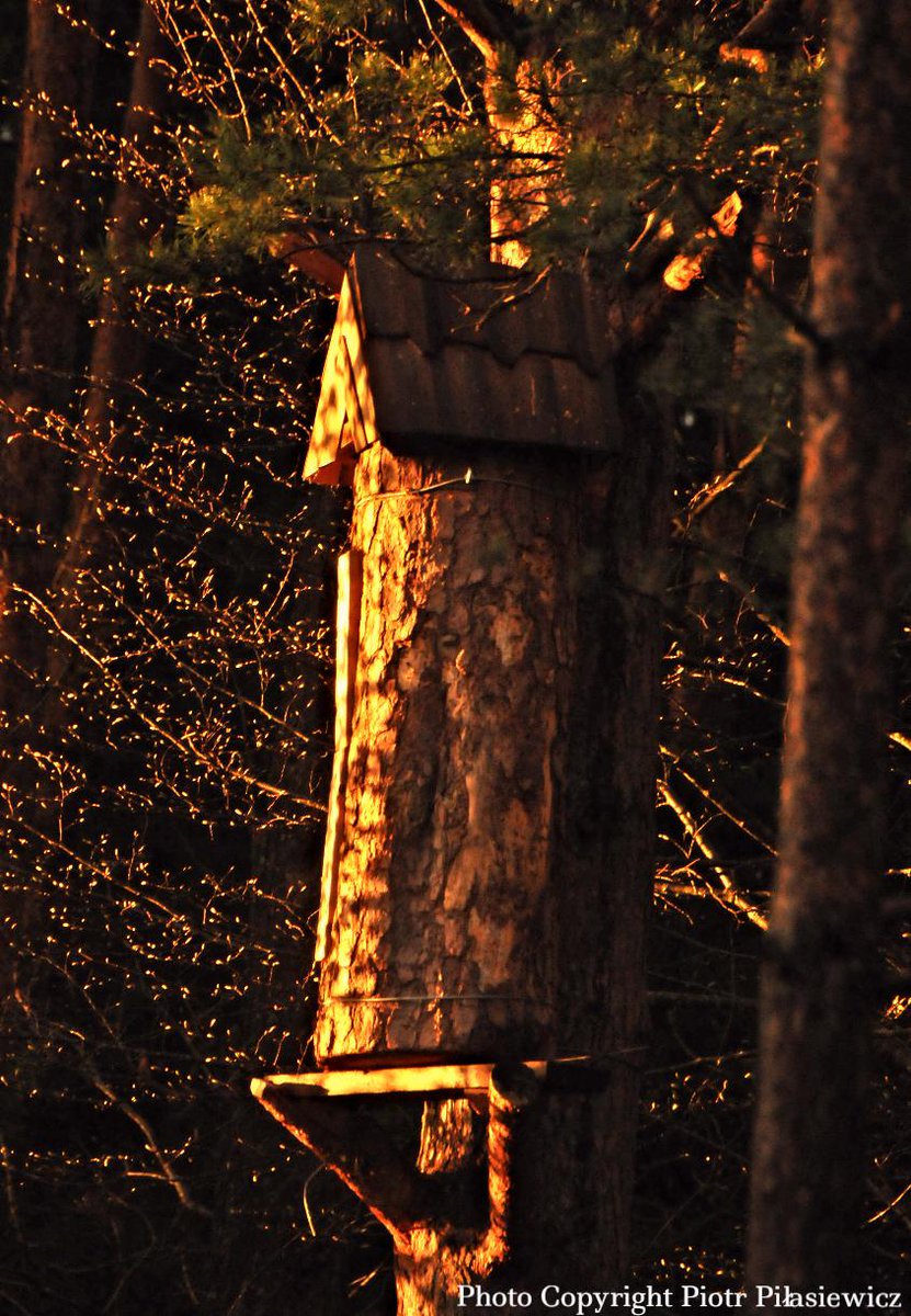 Mrs HH (@naturalbeetrust) on Twitter photo Could natural beekeeping help restore bee populations? <a href="/BBCSouthToday/">South Today</a> facebook.com/naturalbeekeepā¦
#rewilding 7.30 tonight BBC1
#beesintrees Could natural beekeeping help restore bee populations? <a href="/BBCSouthToday/">South Today</a> facebook.com/naturalbeekeepā¦
#rewilding 7.30 tonight BBC1
#beesintrees