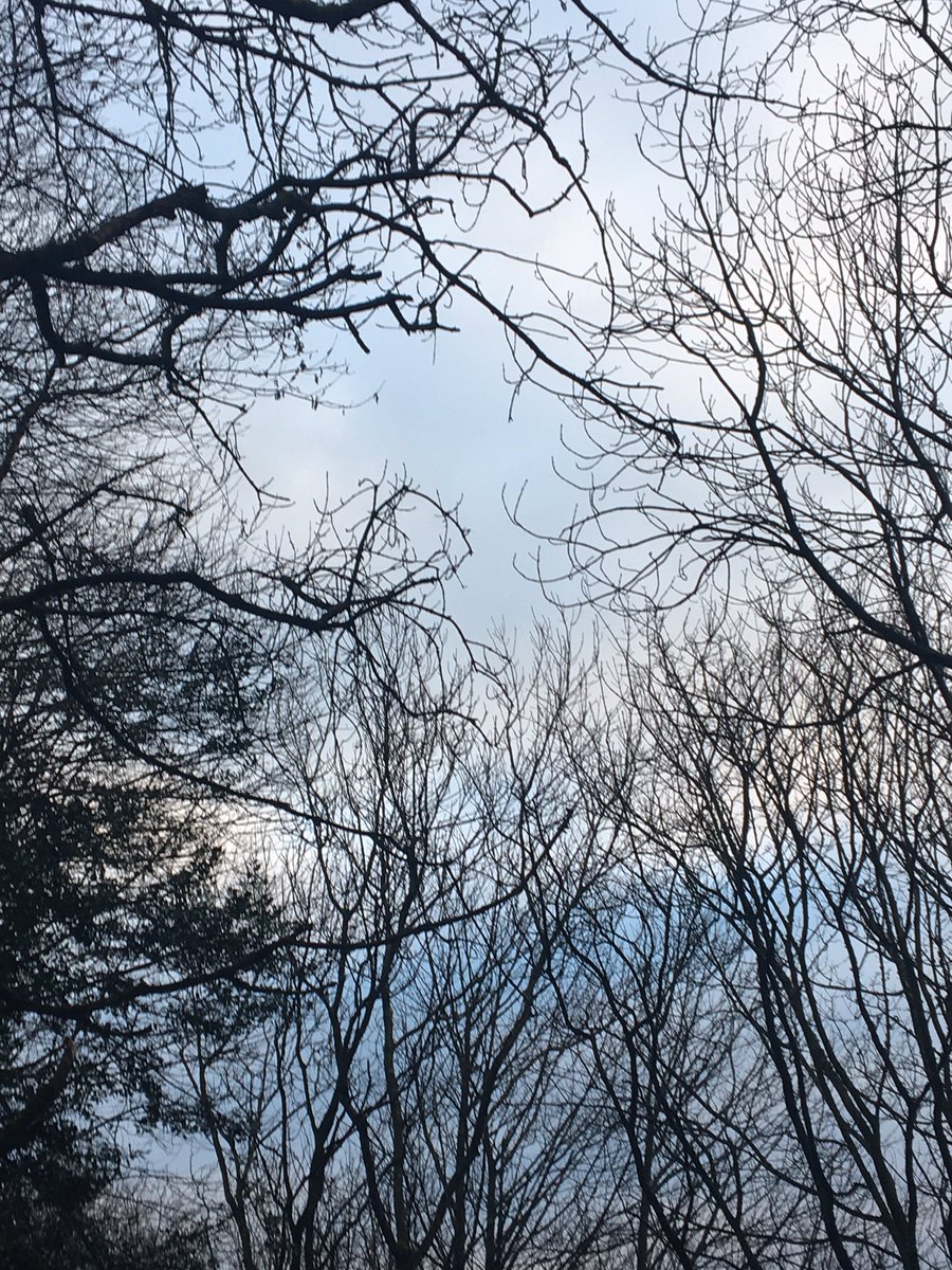 Pizzapooppoop's tweet photo. Through the trees #jennifersbody  #song. #lowshoulder. https://t.co/JAhqqZPtFu