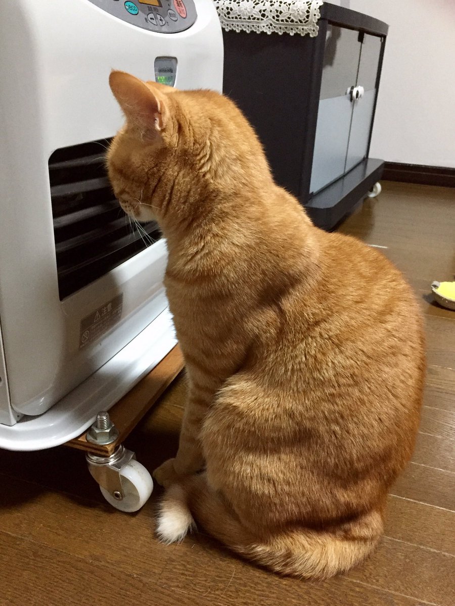 松谷怜香 على تويتر なぁなぁ ꇐ ꇐ 近ない ヒゲ燃えますよ ストーブ前のゆとりギャル 猫