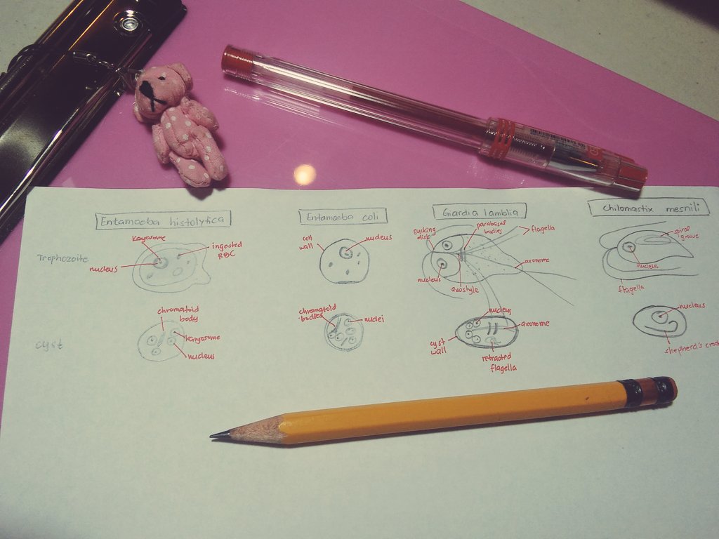 Tea_Pie9's tweet photo. Nalingaw ang foodtech drawing2 βπ¨ #PARAsaFuture #parasitology #amoeba #flagellates https://t.co/ZAdBSelega