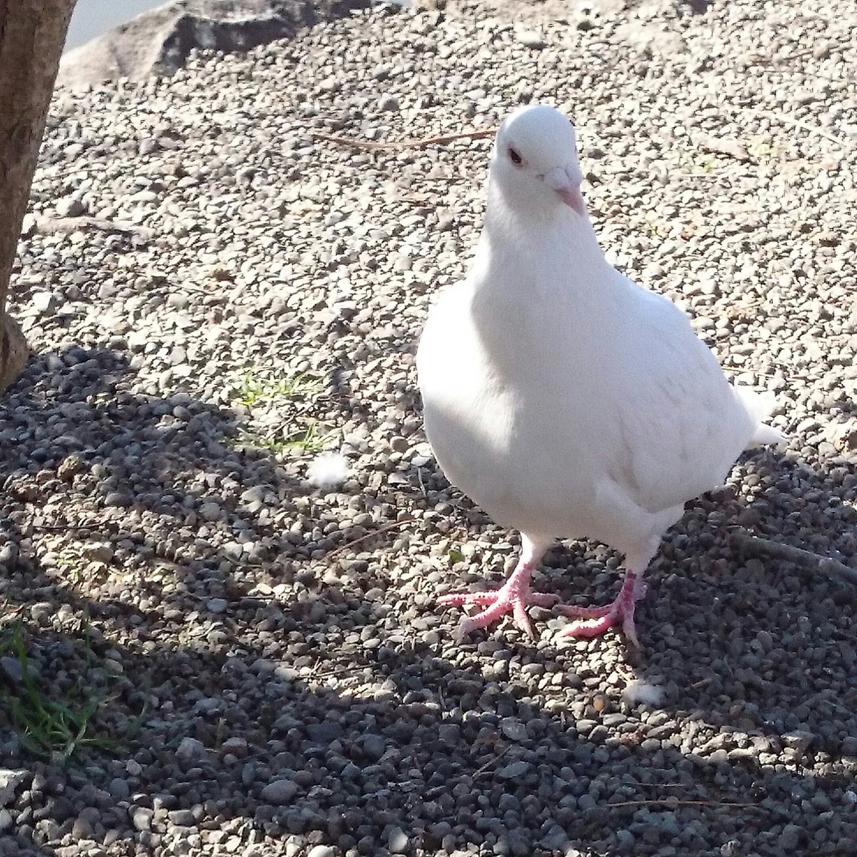 Aurinco Artist Designer V Twitter 白い鳩ってなんで神社にしか居ないんだろう 飼い鳩 鎖で繋がれてるわけでもないからいつでもどこにでも行けるのに そして白鳩はアルビノなのだろうか 白鳩 神社 アルビノなの