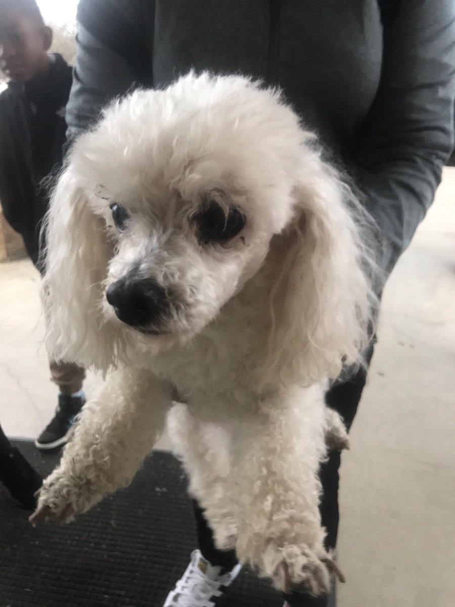LaserCatsTX's tweet photo. @MikeSirois  Please RT - Found little white poodle at Kennedale Jr High - this morning at about 730.  Very sweet male, no collar or chip https://t.co/MnaL3yVheR