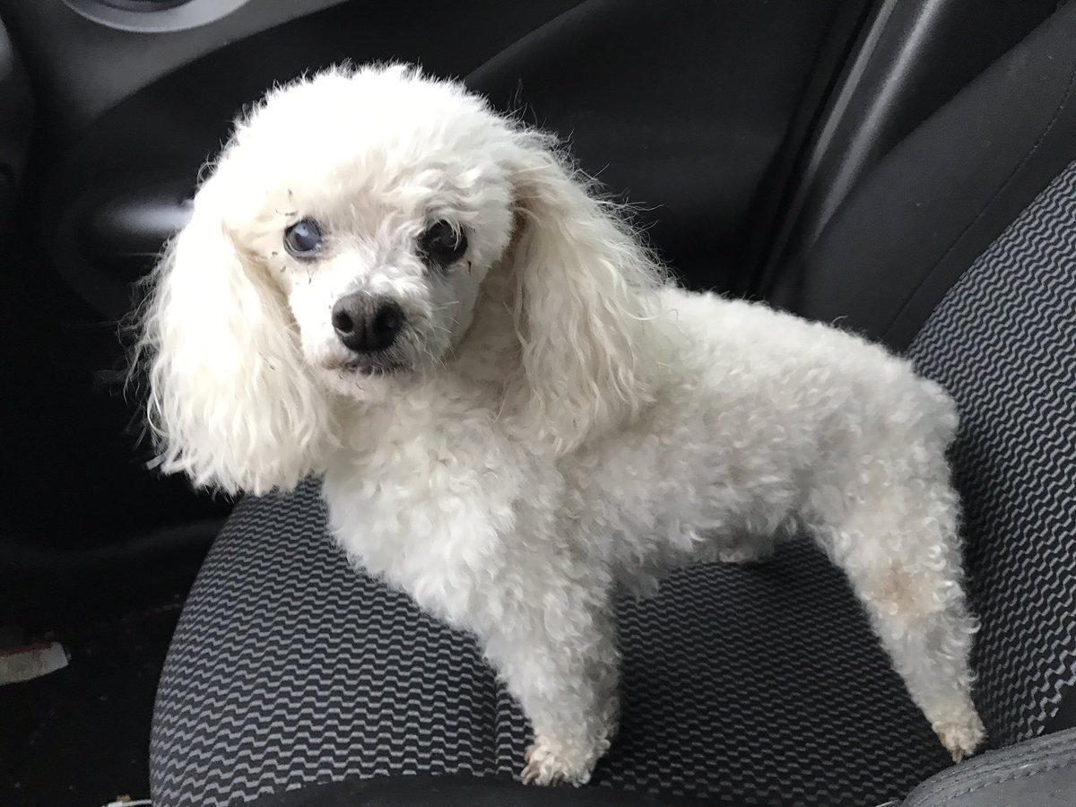 LaserCatsTX's tweet photo. @MikeSirois  Please RT - Found little white poodle at Kennedale Jr High - this morning at about 730.  Very sweet male, no collar or chip https://t.co/MnaL3yVheR