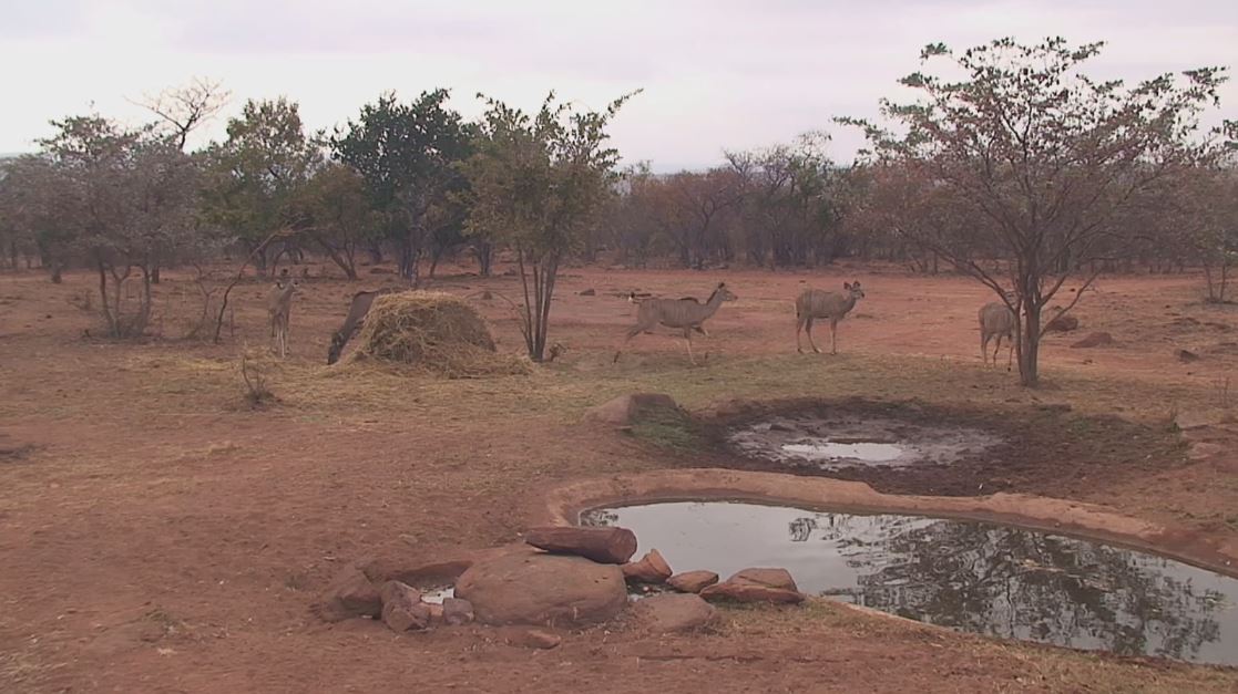 What do you know about the territory of the kudu? Watch the video and learn more! bit.ly/2kdJhbr #leopardtv #wildlife #shayamanzi