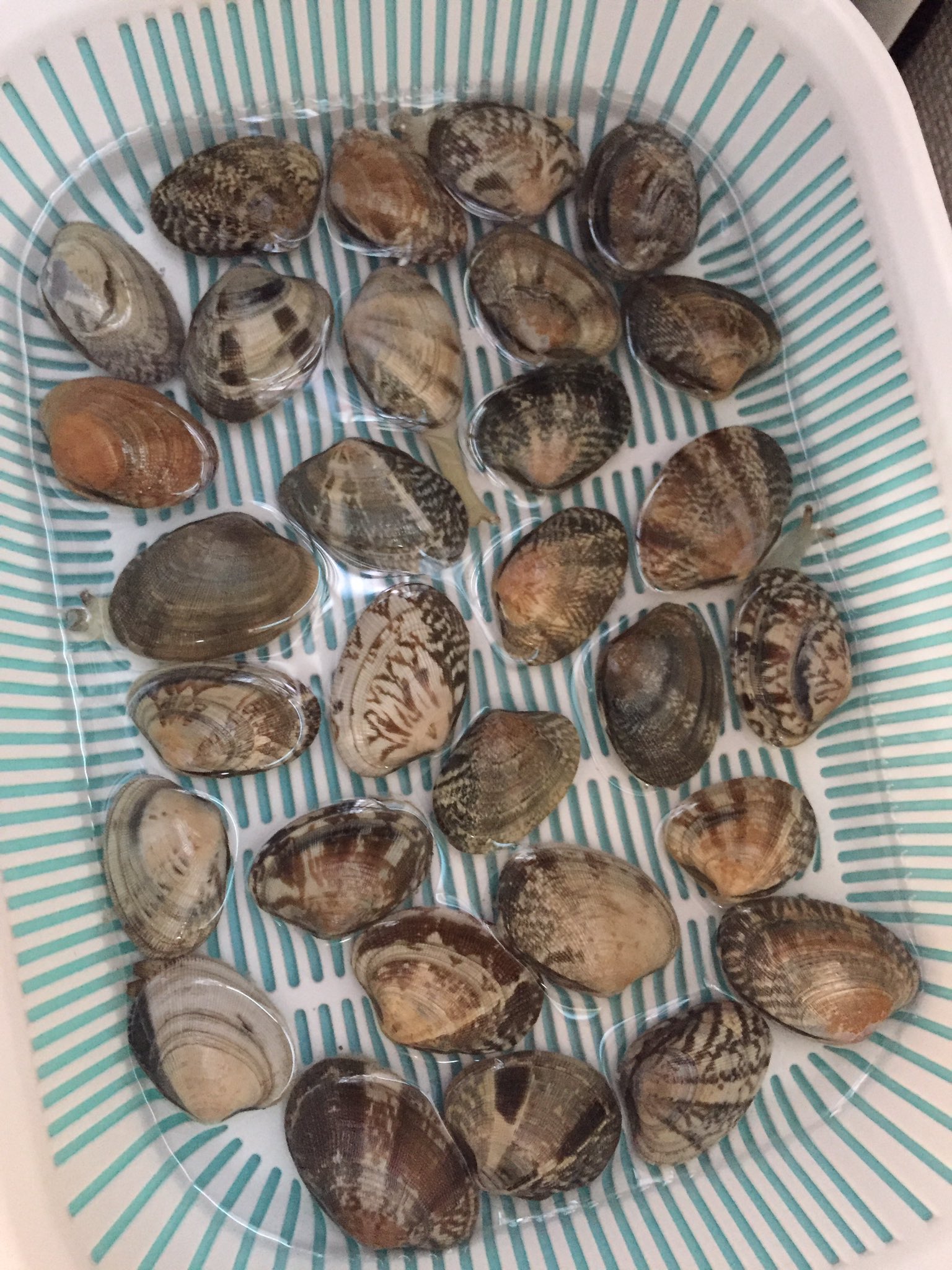 伊藤恵 最近ね アサリの砂抜き用に買ったバット ザル付き がとっても使い勝手良くてお気に入り そして今日砂抜きしたアサリ 1匹やたら貝殻から伸びててビックリした こんなに出るんだね T Co 7nhjyqljkm Twitter