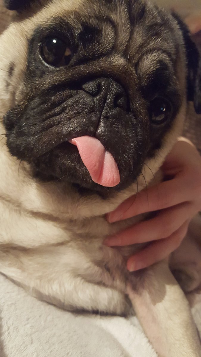 PugArnold's tweet photo. #pug #pugsofinstagram #tongue #thetomcoteshow https://t.co/CozPGvrssW