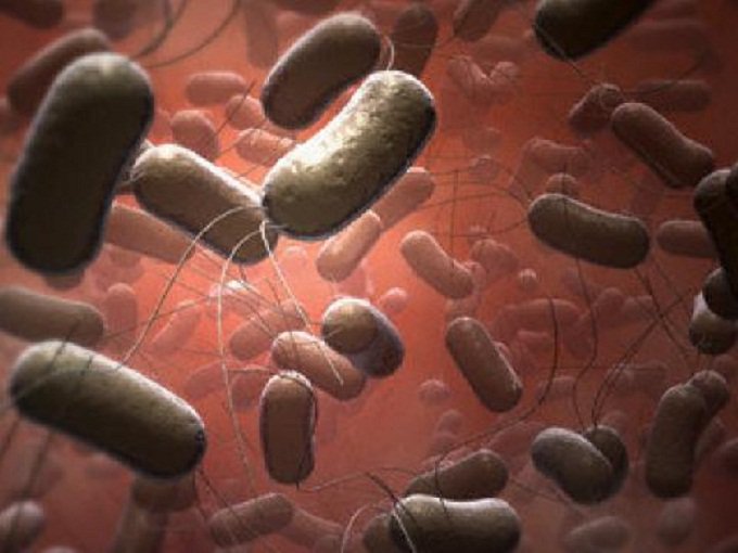 Клостридия ботулизма бактерия. Ботулинические бациллы. Бактерии вызывающие ботулизм. Бактерии клостридии ботулизма. Клостридии ботулизма микробиология.