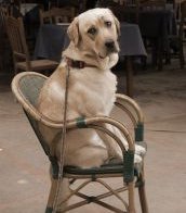 ismypetsafe's tweet photo. Talking #safety Should #dogs (and #cats) be walked on retractable leashes? IMPS takes a look https://t.co/F5mfZjHyvf https://t.co/AQzS6hL4tD