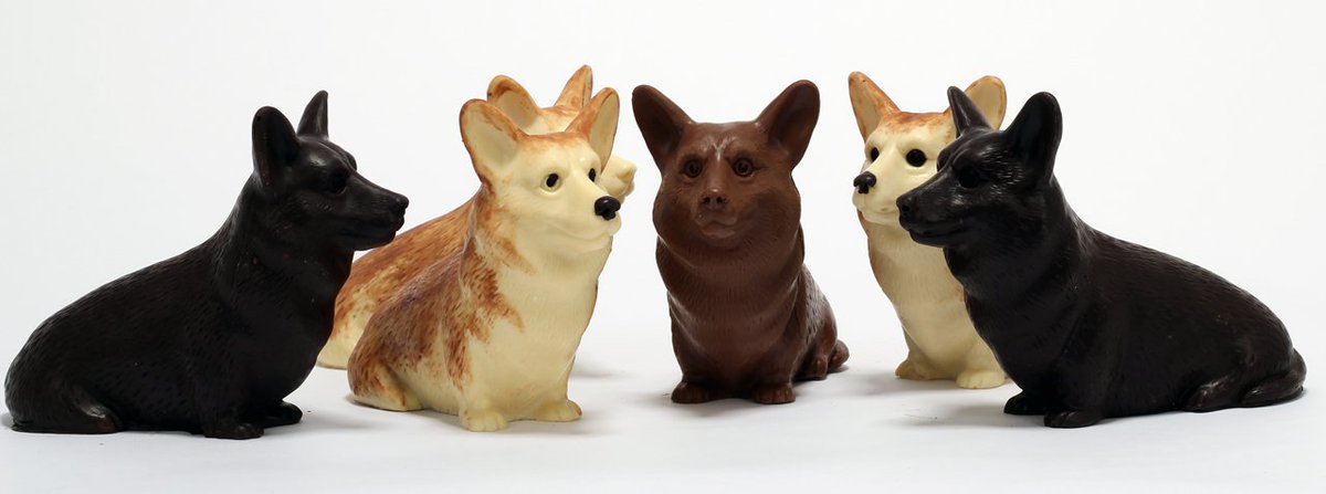 chocolate corgi