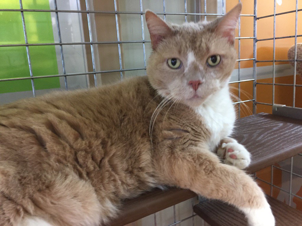 London Animal Care tweet media