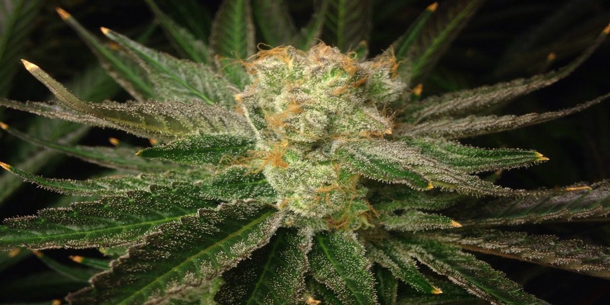 DudeGrows's tweet photo. MaggiesFarm420's Blue Dream from Humboldt Seed Orginization  #dank #realdgc #grower #danknugs #dudegrows #growporn https://t.co/2OHWGJhdGL