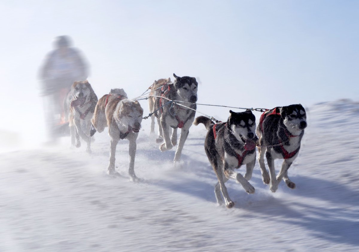utcchallenges's tweet photo. Our first team of the year has departed &amp; headed for the snowy Arctic for some extreme winter challenges!Good luck to the @CouttsandCo team https://t.co/rKQBcPW5ZX